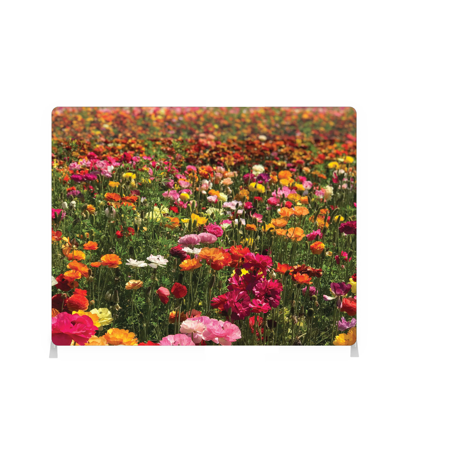Wildflower Meadow
